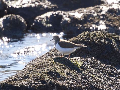 ebirds|ebird tokyo.